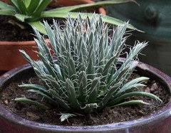 We did not find results for: Agave Toumeyana Var Bella Should I