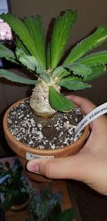 Experiences of growing cacti from seed plus experiences importing cacti from england to the us. New Euphorbia Acquisitions From The Massachusetts Cacti Succulent Society Sale This Past Weekend Album On Imgur