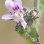 Image result for Mesosphaerum pectinatum