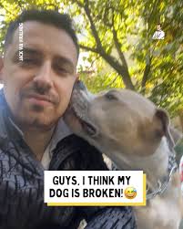 Why's the dog doing that? 😅