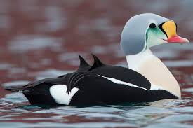 Eggs are available between april and august. 12 Different Types Of Ducks With Examples