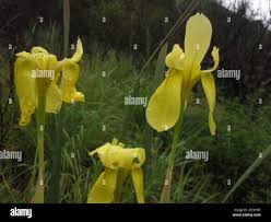 Image result for Moraea spathulata