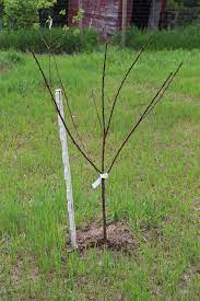 There are 184 bare root fruit tree for sale on etsy, and they cost $24.10 on average. Where To Order Fruit Trees In Canada Rural Dreams