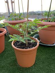 Alternatively, you can buy tomato plants from late spring from garden centres; Are These Tomato Trusses Bbc Gardeners World Magazine