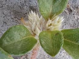 Image result for Alternanthera caracasana
