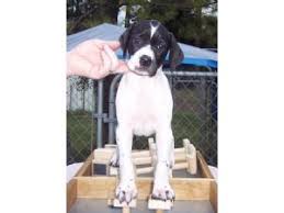 The current median price for all english pointers sold is $0.00. Pointer Puppies In Washington Dc