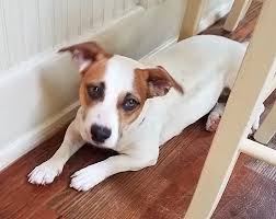 There are 12 pet friendly hotels in danbury. Danbury Ct Jack Russell Terrier Meet Bailey A Pet For Adoption