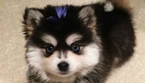 Submit ads for your little pomsky for sale here! Pomsky Puppies For Sale In Texas Ohio Pa And Mass Usa Pomsky Puppies Pomsky Pomsky Puppies For Sale