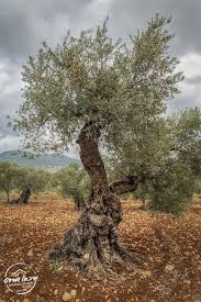 Olive Tree Photo Michael Shmidt Arbre Olivier Arbre Huile D Olive
