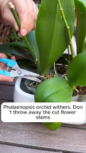Image result for orchid cuttings