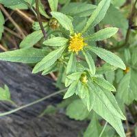 Image result for Bidens burundiensis