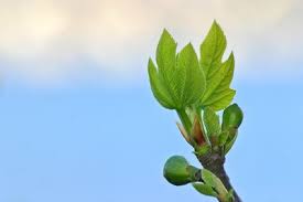 Pin On Grow Trees