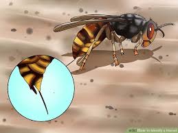 How To Identify A Hornet 10 Steps With Pictures Wikihow