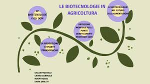 I maggiori produttori di ogm nel mondo sono usa, argentina, canada e cina. Le Biotecnologie In Agricoltura By Giulia Frustagli