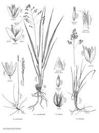 Image result for Anthoxanthum