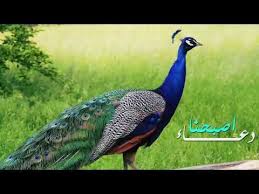 Dua alsabah by fadel almaliky voice دعاء الصباح بصوت فاضل المالكي. Ø§ÙØ¶Ù„ Ø­Ø§Ù„Ø§Øª Ø§Ù„ÙˆØ§ØªØ³ Ø§Ø¨ Ø¯Ø¹Ø§Ø¡ Ø§Ù„ØµØ¨Ø§Ø­ Wael Shawkat Duaa Al Sabah Youtube In 2020 Animals