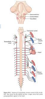 Phys 18 Nervous Regulation Of The Circulation Flashcards Quizlet