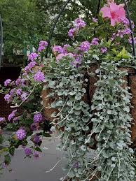 Image result for Dichondra
