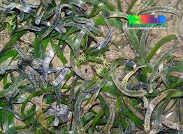 Image result for Thalassia