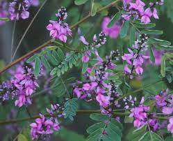 Image result for Indigofera wentzeliana