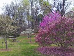 They don't do well in strong winds or freezing temperatures and should be. Flowering Trees In Bloom Picture Of Bethabara Park Winston Salem Tripadvisor