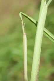 Image result for Oryza longistaminata