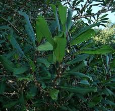 Image result for Rapanea melanophloeos