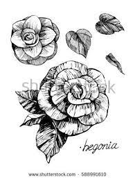 Image Result For Draw A Begonia Step By Step Flower Drawing Flower Sketches Begonia