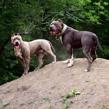 We will give you lists of names around a variety of super tough themes. 75 Tough Dog Names Amazing Ideas For Fierce Strong Dogs