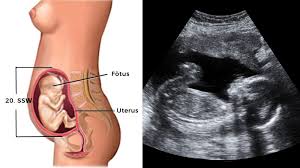 Du befindest dich jetzt in der 37. Entwicklung Embryo Fotus Grossen Tabelle Bilder Hallo Eltern