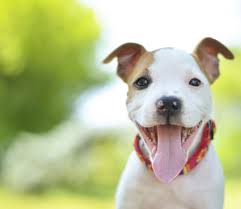 Puppy training camp is a highly personalized program. Amanda Gagnon Dog Training