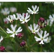Night scented phlox 'midnight candy'. Zaluzianskya Capensis Midnight Candy Night Phlox Heath Plant Fragrant Garden Flower Garden
