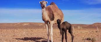 فوائد بول الإبل ما هي حقيقتها ويب طب