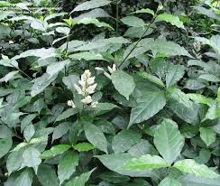 Image result for Whitfieldia