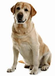 He is 150lbs chocolate lab. Labrador Retriever Training Personality More Trainpetdog
