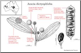 Image result for Dictyophleba