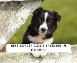 My dogs are out of proven working bloodlines, with great dispositions and allot of drive. 5 Best Border Collie Breeders In Illinois 2021 We Love Doodles