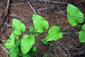 Smilax rotundifolia, also known as roundleaf greenbrier or common greenbrier, is a woody vine native to the southeastern and eastern united states and eastern canada. Kansas Wildflowers And Grasses Bristly Greenbrier