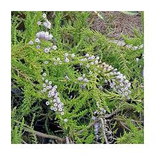 Image result for Fabiana imbricata