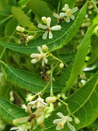 Image result for Azadirachta indica