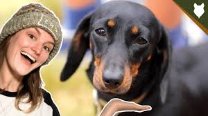 Get a boxer, husky, german i have 1 male dorkie puppies left, they are dachshund x yorkie cross. Top 15 Best Dachshund Breeders In Colorado Co State 2021 Wowpooch