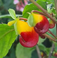 Image result for Impatiens niamniamensis
