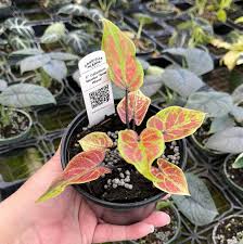 Image result for Caladium