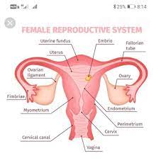 Related posts of female reproductive organ diagrams female reproductive organs photos. A Draw A Sectional View Of Human Female Reproductive System And Label The Part Where I Eggs Brainly In
