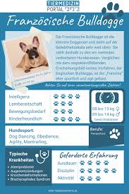 Franzosische Bulldogge Hunderassen Infos Tiermedizinportal