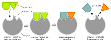 Picture Enzymes Biology Enzymes Lock And Key