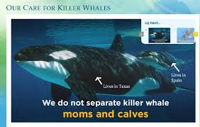 Why You Shouldn T Buy The Blackfish Backlash Cetacean Inspiration