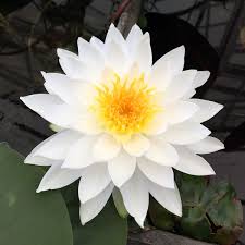 Image result for Nymphaea sulphurea