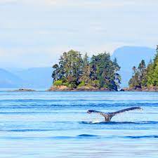 Learn more about vancouver island and how it became the famous temperate paradise it is today! Klm Reisefuhrer Exkursionen Zur Walbeobachtung Von Vancouver Island Aus