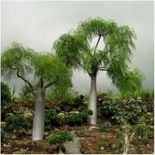 Moringa Oleifera Vs Moringa Stenopetala Buy Moringa Trees Moringa Tree Moringa Tree